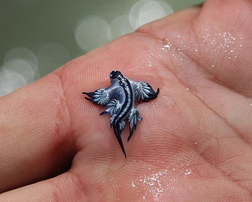 Няшный моллюск "голубой дракон"