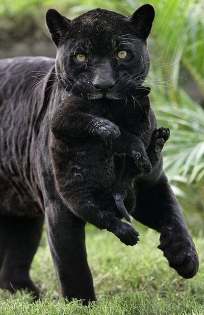 Черная пантера и ее очаровательный малыш