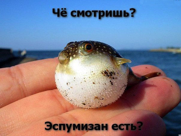 Мем про вздутую рыбку