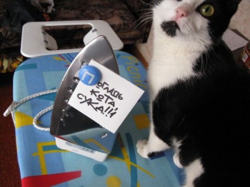 Погладь кота!