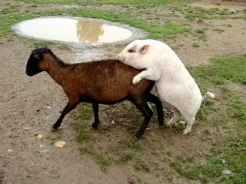 Животные атакуют