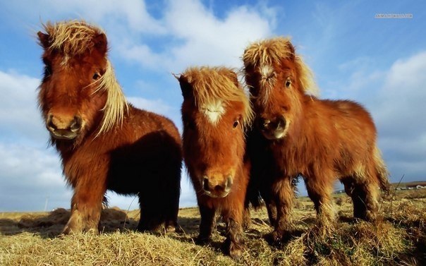 Милые шотландские пони