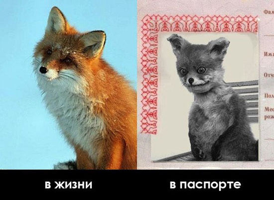 Ожидание и реальность от фото