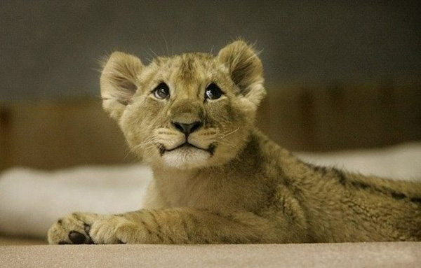 Очаровательный львонок