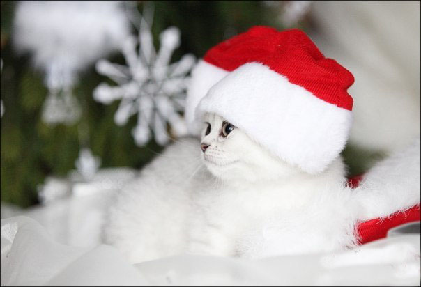 Новогодняя фотоссесия котейки