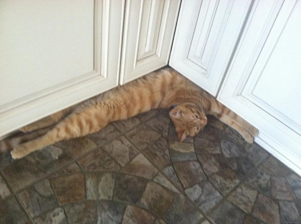 Углокот. Подойдет для каждого дома