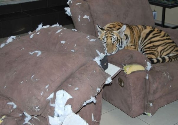 Тигренку было скучно.. я бы не стал его ругать