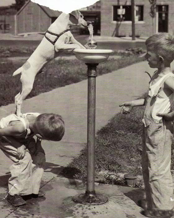 Лучшие друзья в беде не бросят