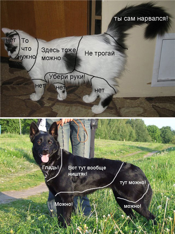 Отличие кошки от собаки по зонам, где можно гладить