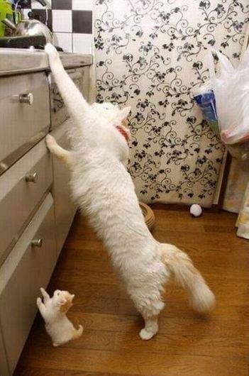 Мама плохому не научит...