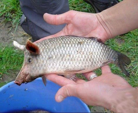 Мы ловили карася. А поймали...порося!