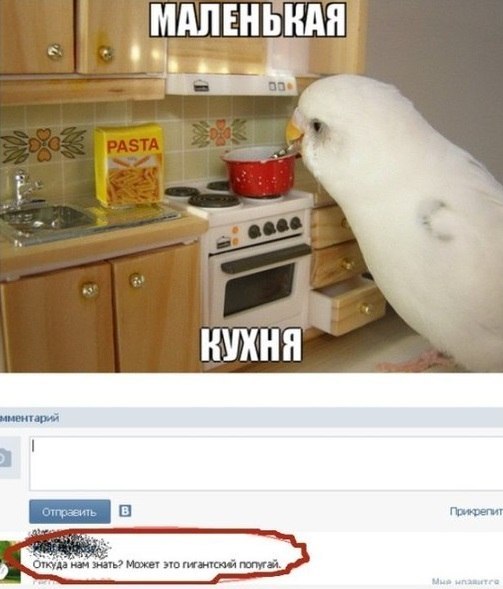 Мини кухня для макси попугая