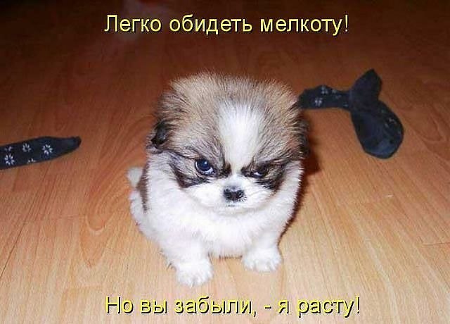 Не обижайте мелкоту!