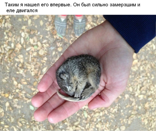 Няшку спасли и отогрели