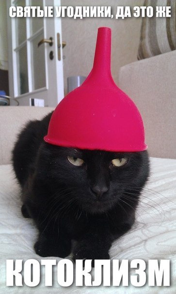 Смешной котоклизм