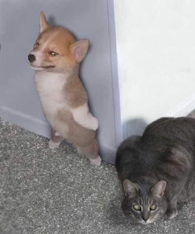 Подозрительный котэ. Главное, не попасться.. 