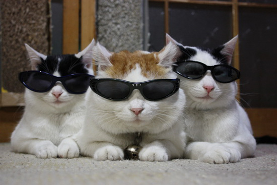 Крутые котэ в очках