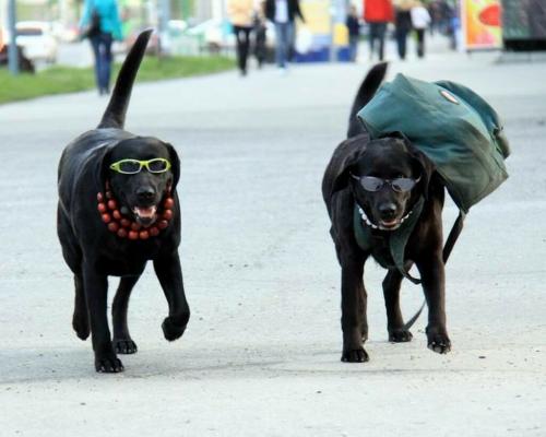 Животные и люди