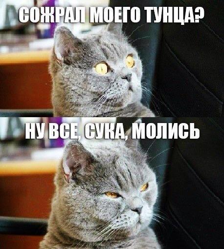 Злобный котяра