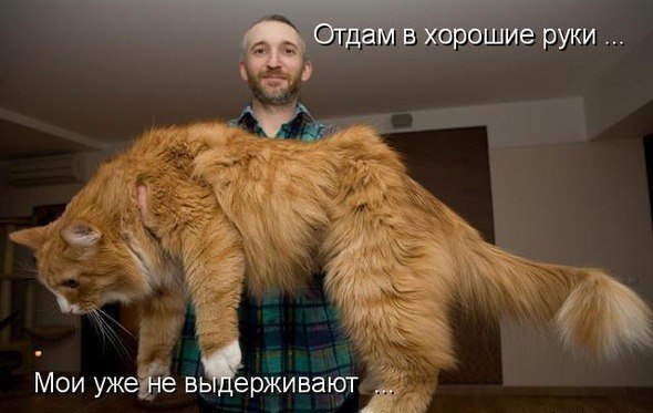 Отдам в хорошие руки