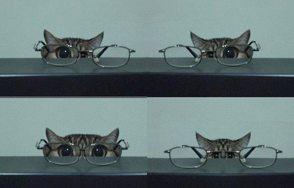 Кот + очки =... 