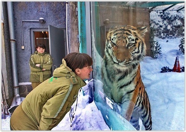 Величественный тигр немного смущен