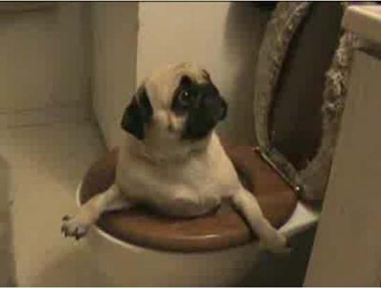 Вопрос не в том, как они туда попали. А как их теперь оттуда извлечь.