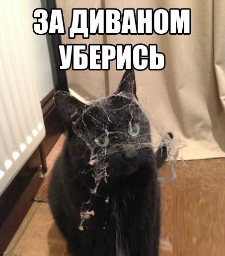 Мохнатый веник всегда рядом