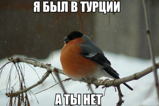 И тут я понял, что мне завидно..