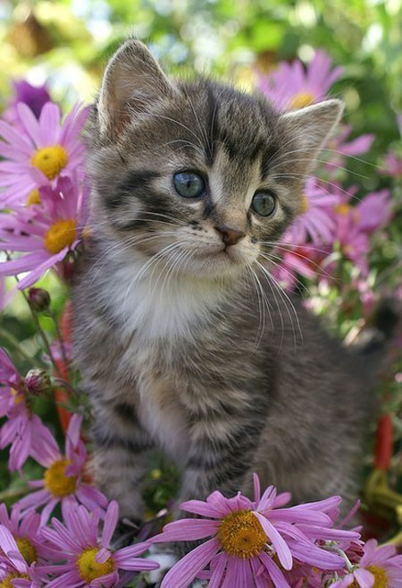 Няшки встречают весну