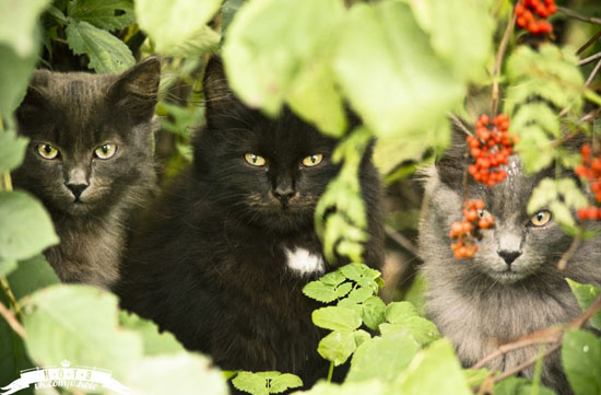 Три пушистых мушкетера