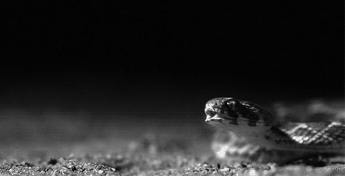 Милые гифки с няшками