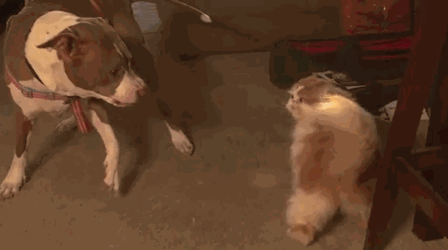 Милые гифки с няшками