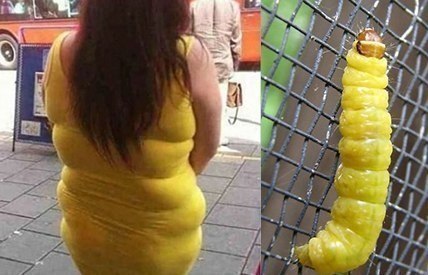 Личинка бабочки в расцвете сил