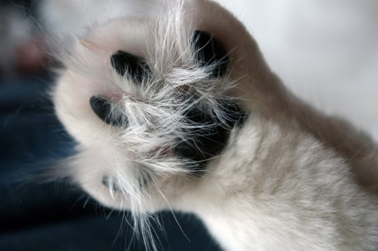 Пушистые лапки