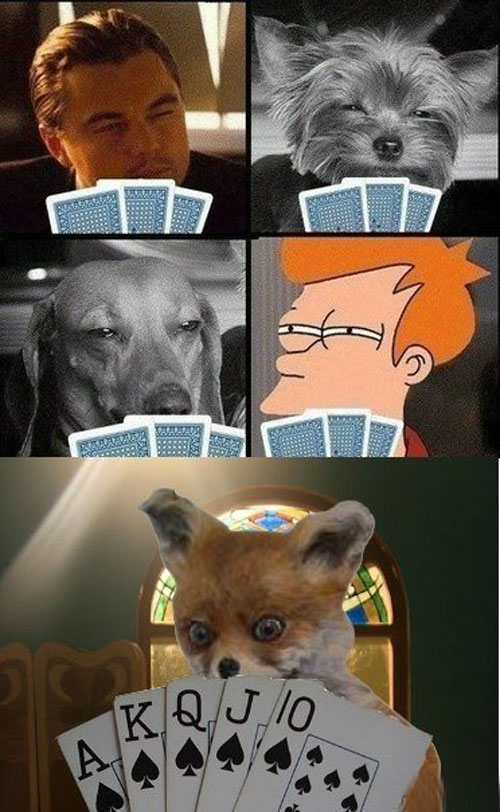 Лиса-наркоман продолжает путешествовать