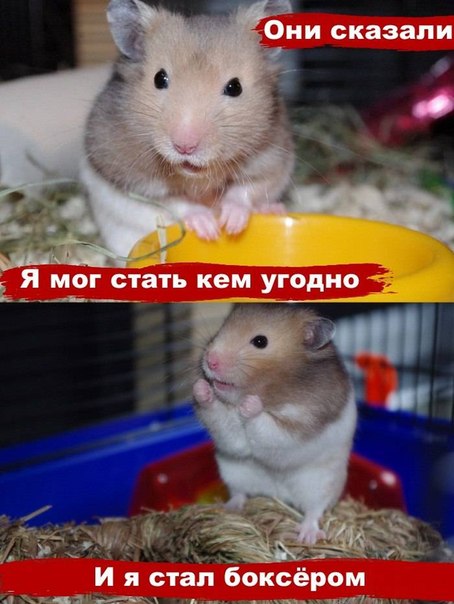 Он стал боксером