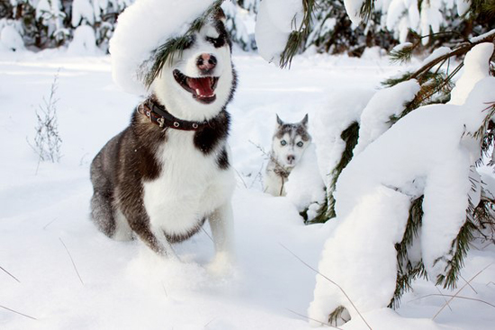 Игры в снегу. Няшки на природе