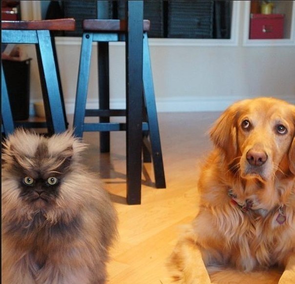 Хозяин, с котом опять что-то не так