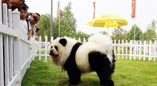 Необычная собака - панда