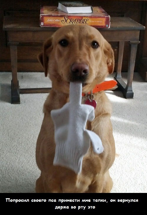 Смешной троллинг от няшки