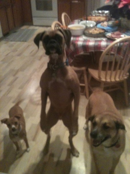 Это Френк, и он думает, что он человек.