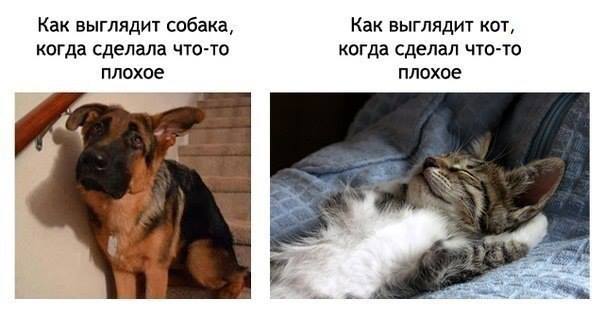 Няшки нашкодили.. Реакция провинившихся