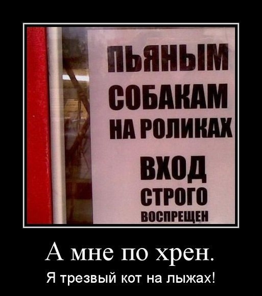 Смешной демотиватор про собак и котов