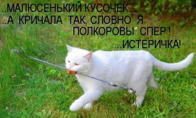 Смешной прикол с котэ