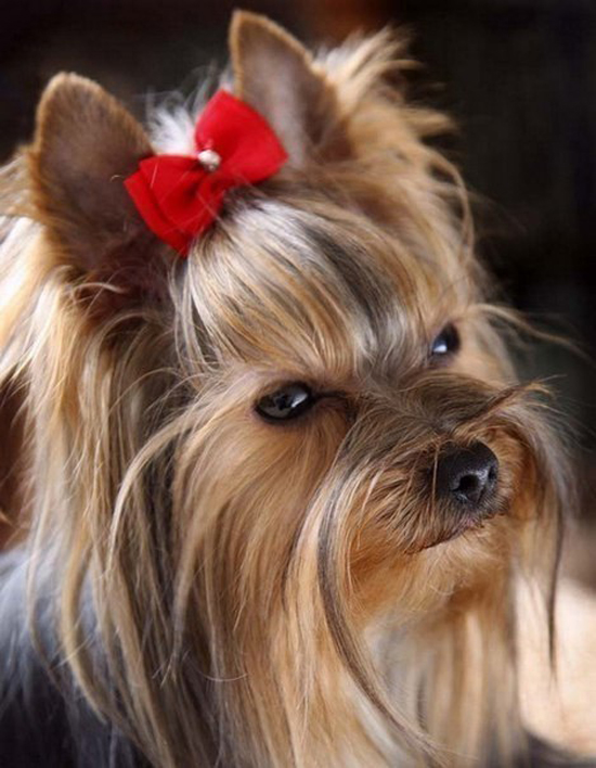 Няшки с бантиками. Позитивный прикол