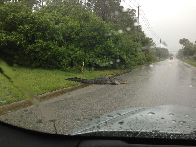 LACOSTE во Флориде. Обычный день