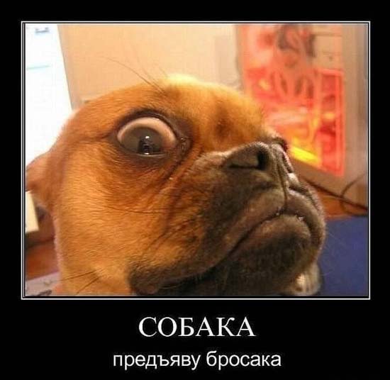 Смешная подборка видов собак