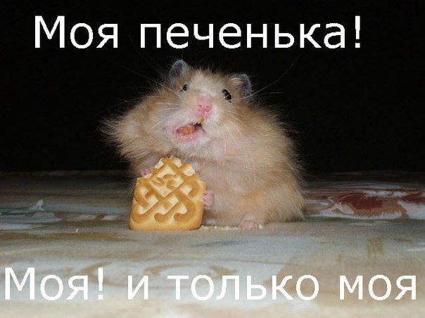 Пушистая няшка с печенюшкой