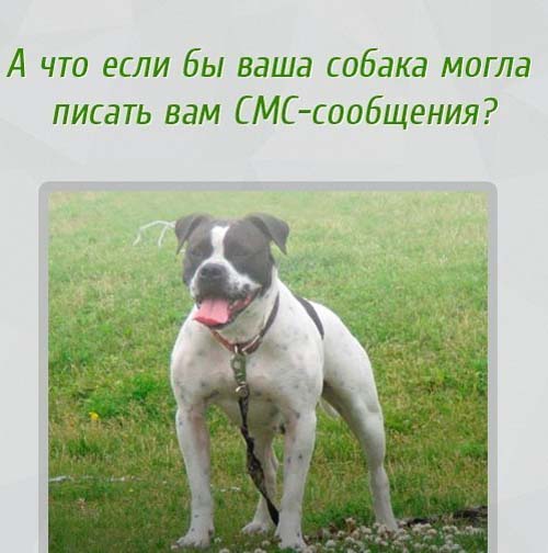 Если бы собаки могли писать смс